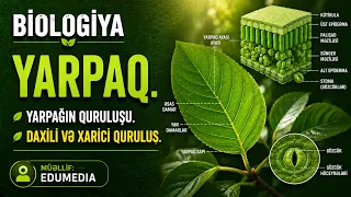 Yarpaq. Yarpağın quruluşu. Daxili və xarici quruluş. #biologiya #sınaq