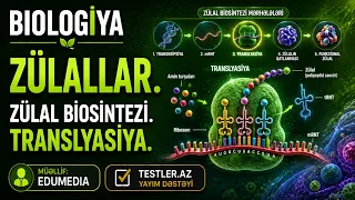Zülallar. Zülal biosintezi. Translyasiya. Biologiya #biologiya #testler #abituriyent