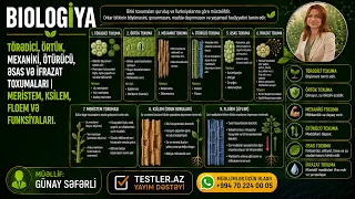 Biologiya. Bitki Toxumaları — Törədici, Örtük, Mexaniki, Ötürücü, Əsas və İfrazat Toxumaları