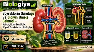 Böyrəklərin quruluşu, sidiyin əmələ gəlməsi. Sidik-İfrazat sistemi. Böyrəklər. Biologiya. 8-ci sinif