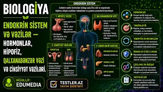 Endokrin Sistem və Vəzilər — Hormonlar, Hipofiz, Qalxanabənzər Vəzi və Cinsiyyət Vəziləri. Biologiya
