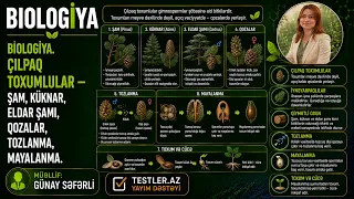 Biologiya. Çılpaq Toxumlular — Şam, Küknar, Eldar Şamı, Qozalar, Tozlanma, Mayalanma