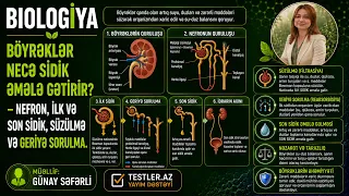 Böyrəklər Necə Sidik Əmələ Gətirir? — Nefron, İlk və Son Sidik, Süzülmə və Geriyə Sorulma. Biologiya