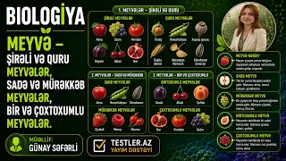 Meyvə — Şirəli və Quru Meyvələr, Sadə və Mürəkkəb Meyvələr, bir və Çoxtoxumlu Meyvələr | Biologiya