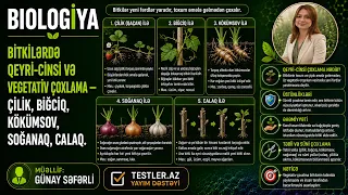 Bitkilərdə Qeyri-Cinsi və Vegetativ Çoxalma — Çilik, Bığcıq, Kökümsov, Soğanaq, Calaq | Biologiya