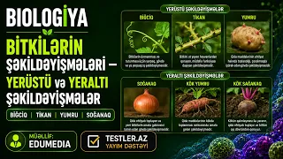 Bitkilərin Şəkildəyişmələri — Yerüstü və Yeraltı Şəkildəyişmələr | Bığcıq, Tikan, Yumru, Soğanaq