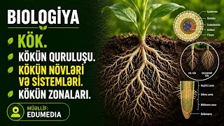 Kök. Kökün quruluşu. Kökün növləri və sistemləri. Kökün zonaları #biologiya #abituriyent
