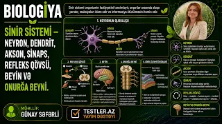 Sinir Sistemi — Neyron, Dendrit, Akson, Sinaps, Refleks Qövsü, Beyin və Onurğa Beyni | Biologiya